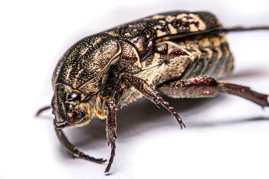 Macro Beetle black on white background.