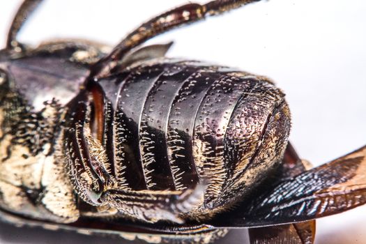 Macro Beetle black on white background.