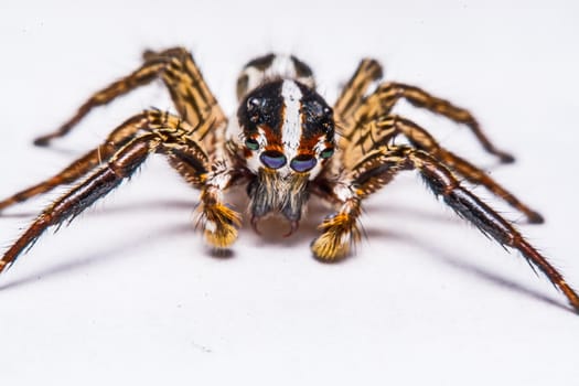 isolated of jumper spider on white background