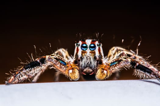 isolated of jumper spider on white background