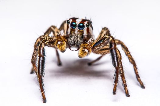 isolated of jumper spider on white background