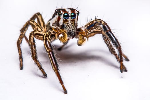 isolated of jumper spider on white background