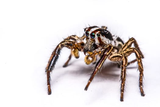 isolated of jumper spider on white background