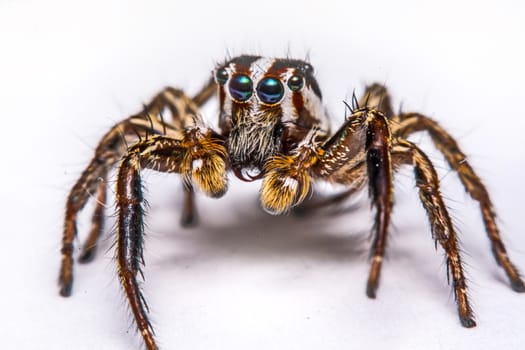 isolated of jumper spider on white background