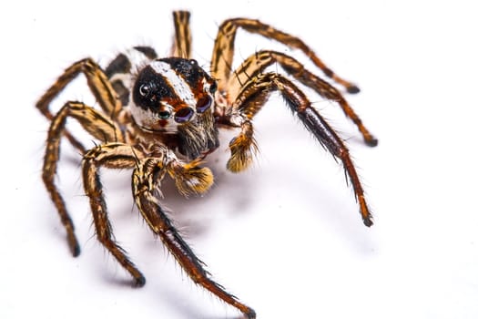 isolated of jumper spider on white background