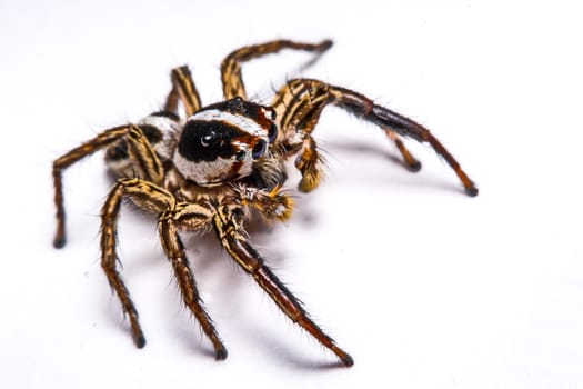 isolated of jumper spider on white background