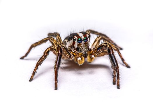 isolated of jumper spider on white background