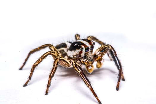 isolated of jumper spider on white background