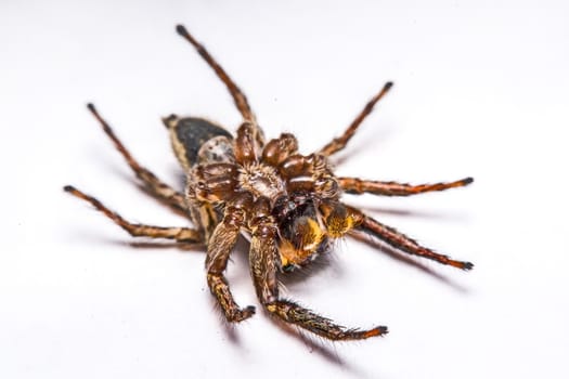 isolated of jumper spider on white background