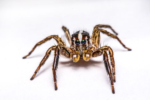 isolated of jumper spider on white background