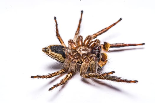 isolated of jumper spider on white background