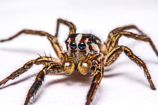 isolated of jumper spider on white background