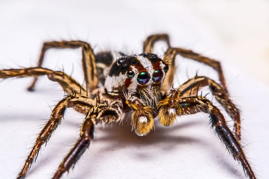 isolated of jumper spider on white background