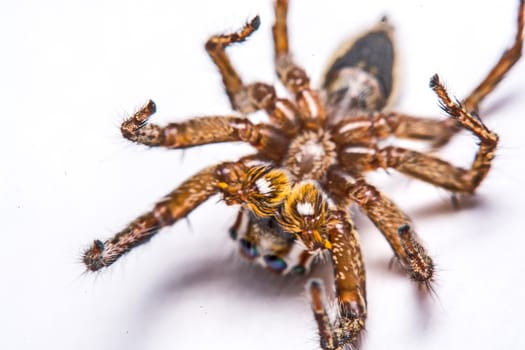 isolated of jumper spider on white background