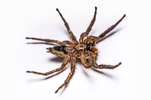 isolated of jumper spider on white background