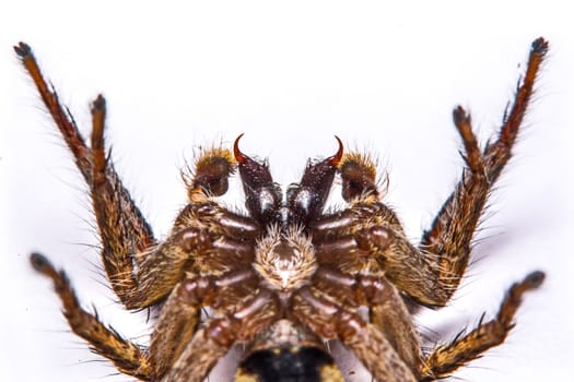 isolated of jumper spider on white background