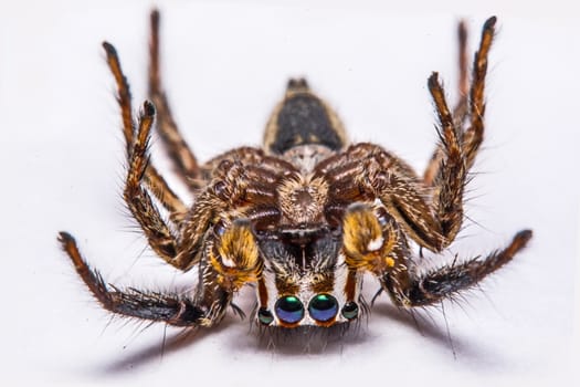 isolated of jumper spider on white background