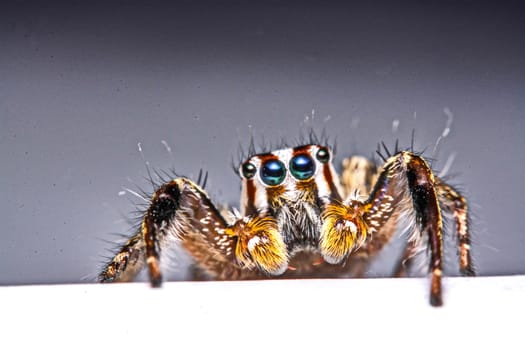 isolated of jumper spider on white background