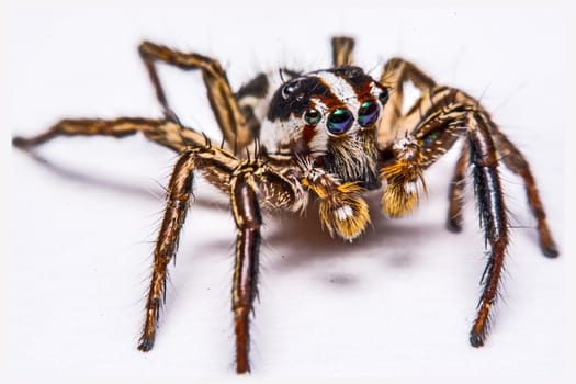 isolated of jumper spider on white background