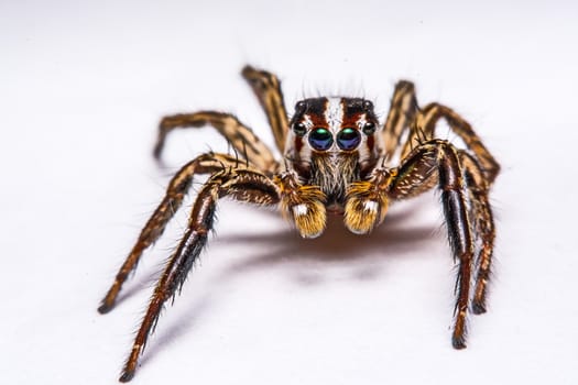 isolated of jumper spider on white background