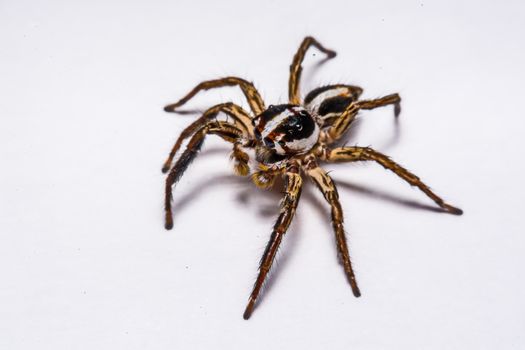 isolated of jumper spider on white background