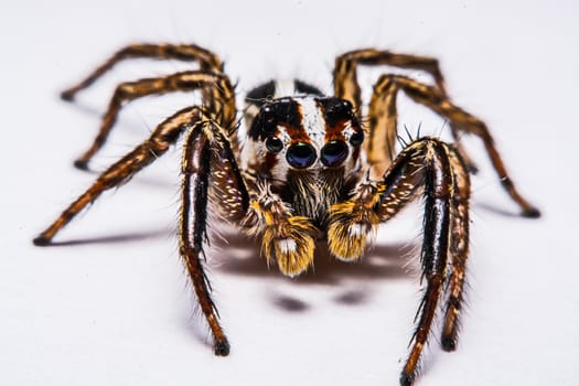 isolated of jumper spider on white background