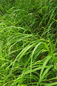 Close up of a grass field