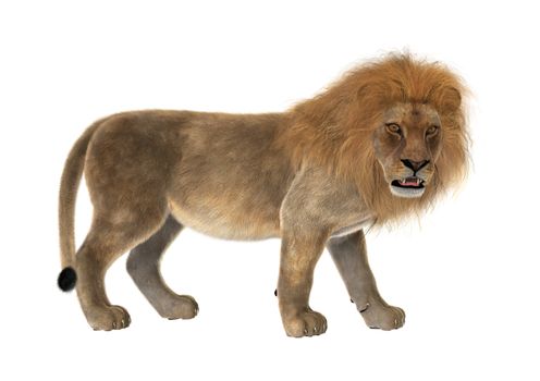 3D digital render of a male lion isolated on white background