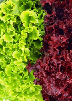 Background of Fresh Green Lettuce and Purple Lollo Rosso Lettuce In a Row closeup