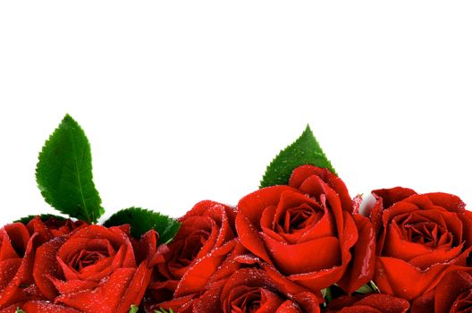 Beautiful Red Roses with Leaves and Water Droplets as Frame isolated on white background