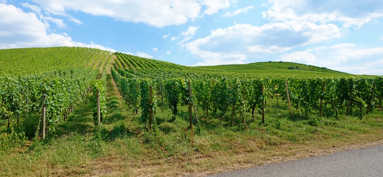Vineyard panorama with blue cloudy sky
