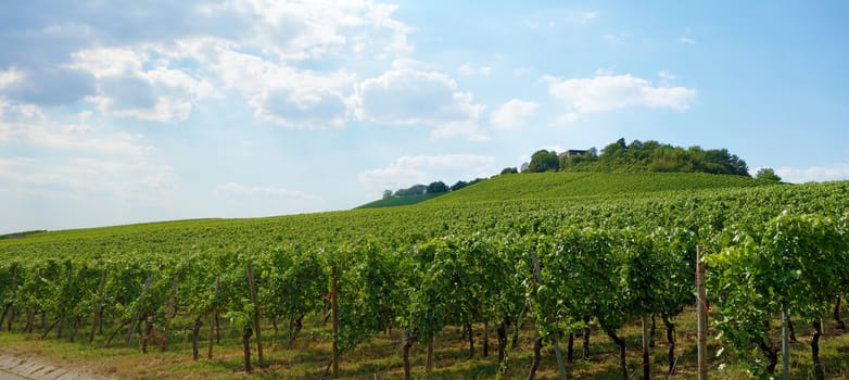 Vineyard panorama with blue cloudy sky