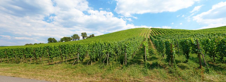 Vineyard panorama with blue cloudy sky