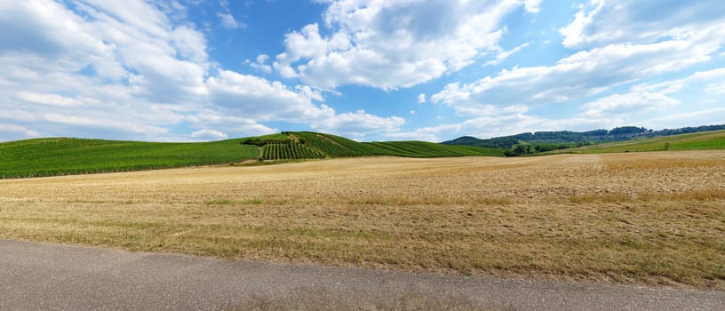 Rural landscape panorama with corn field in the foreground, vineyard in the background