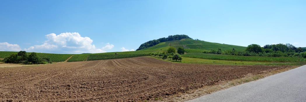 Vineyard panorama with corn field in the foreground