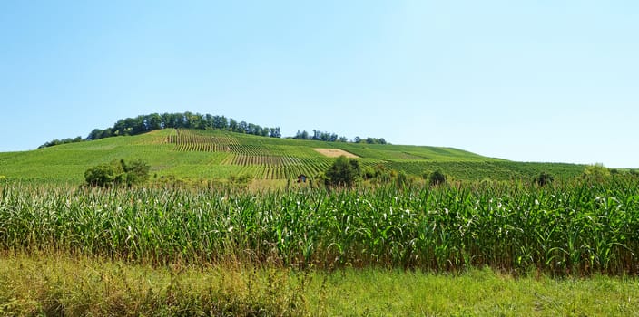 Vineyard panorama with corn field in the foreground