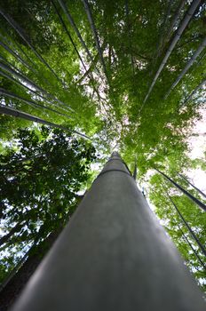 Famous bamboo grove at Arashiyama, Kyoto - Japan