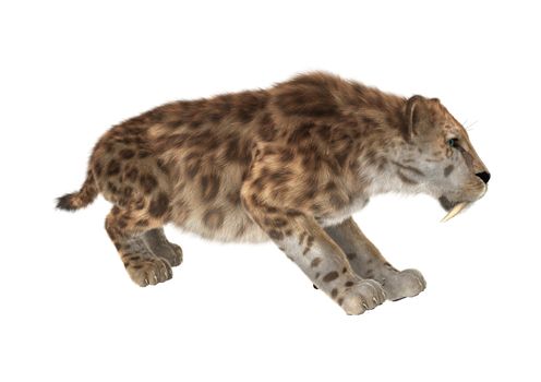 3D digital render of a smilodon or a saber toothed cat isolated on white background