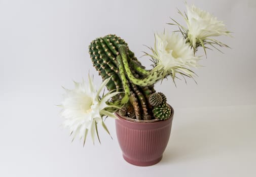 Big cactus with white flowers