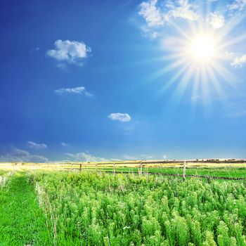 Rural landscape. Bright sun over the green field at summer.