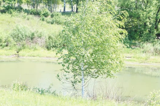 Summer landscape, pond and trees, green grass