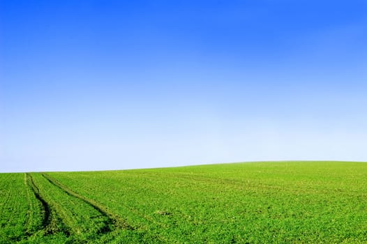 Green field and blue sky conceptual image. Picture of green field and sky in summer.