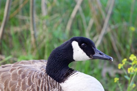 Cackling goose is sitting in the grass