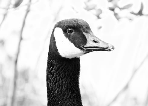 Strong confident goose portrait