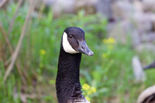 Strong cackling goose is watching around