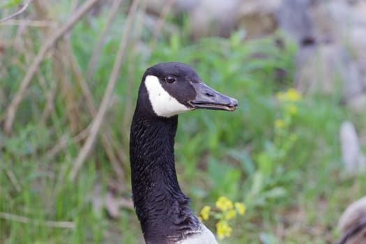 Confident strong goose is defending his territory