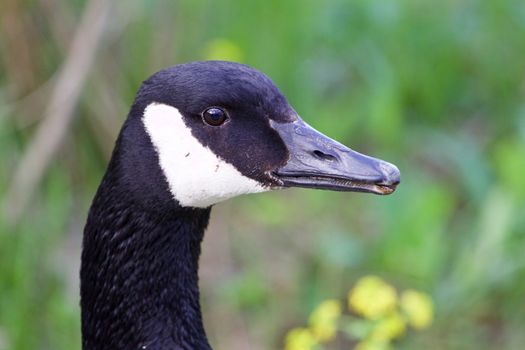 Uncertain cackling goose