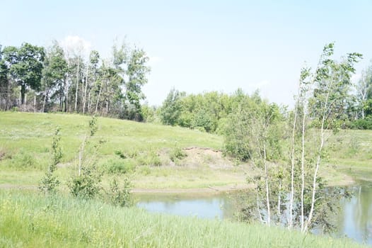 Summer landscape, pond and trees, green grass