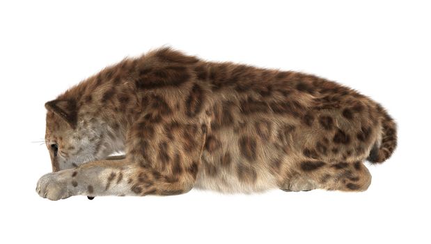 3D digital render of a smilodon or a saber toothed cat isolated on white background