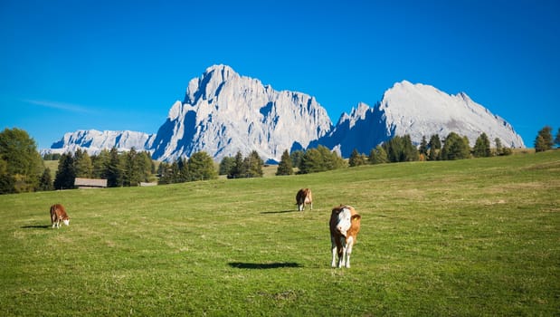 Seiser Alm and Rosengarten in South Tyrol